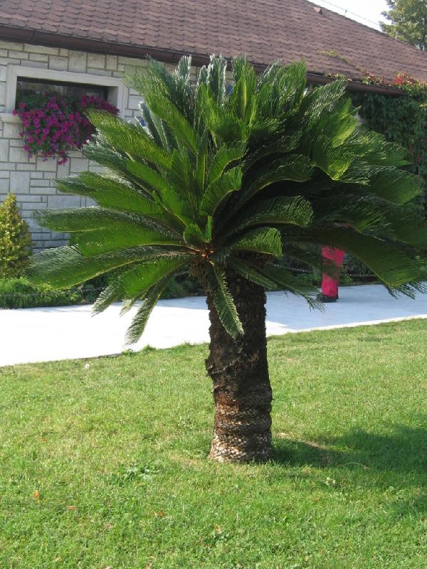 Foto: p�kn� palmi�ka